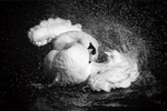 Pasodoble - 123827