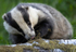 BADGER 5