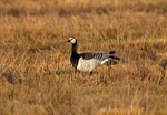 Barnacle Goose