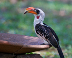 Jackson's Hornbill portfolio