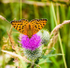 Green-veined-fritillary