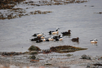 Steller's Eiders