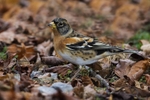 Male Brambling.