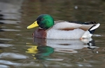 Mallard