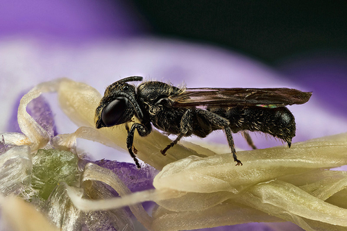 [I]Chelostoma campanularum[/I] male resting in a campanula flower. Composite (stacked) image. Warwickshire, July 2013.