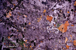 Fleurs Orange