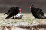 Turkey Vultures and dead penguin, Volunteer Point, Falklands