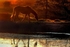 Horse at sunset