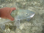 Bonefish Photo - Held Bonefish.