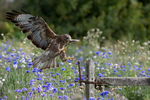 Buzzard