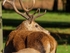 Red Deer