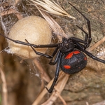 European Black Widow Spider (Latrodectus tredecimaguttatus