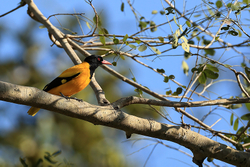 Black-hooded Oriole, Bandhavgarh Reserve, Madhya Pradesh, India