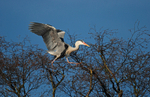 Grey Heron