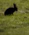 Mountain Hare, Isle of Mull ref mh6