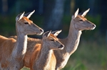 Red Deer