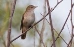 Nightingale