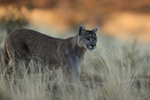 Female Puma Petaca side view, Torres del Paine, Chile