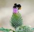 Busy Bee
