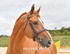 equiscot3567
