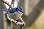 Blue Tit in Morning Light