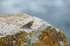 Rock Pipit