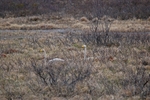 Whooper Swans