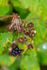 blackberry Rubus genus-1835