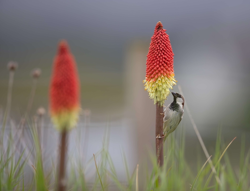 House Sparrow - Isle of Skye - Scotland