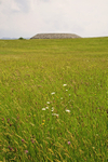 Wildflowers and Carrowmore Passage Tomb