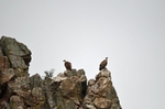 Griffon Vultures