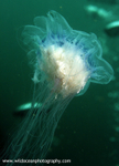 UML003: Blue jellyfish