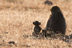 Baboon silouettes