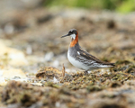 Red-necked Phalarope standing, Iceland