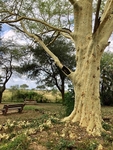 Fever Tree, South Africa