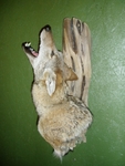 Howling Coyote shoulder mount
