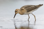 Ruff (Philomachus pugnax) portfolio
