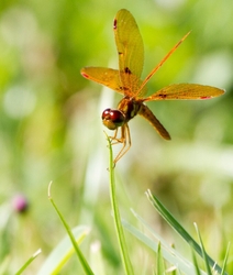 Dragonflies _0008