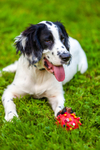 Springer Spaniel-43