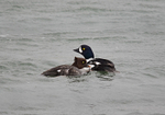 Barrow's Goldeneyes