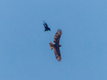 Combat of The Air_1180232