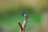 Coal Tit