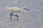 White Morphed Reddish Egret
