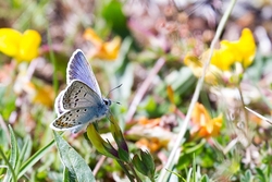 Silver Studded Blue