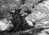 White Leaved Oak 5