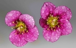 Saxifrage