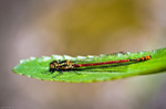 Large red Damselfly
