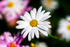 White Daisy - DSC_7533
