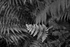 Silver Fern