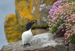 Razorbill